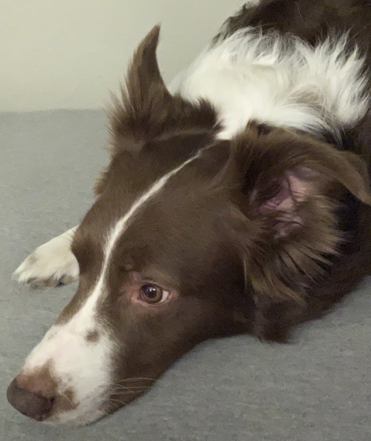 Christopher, an Australian Shepherd and Border Collie mix tested with EmbarkVet.com