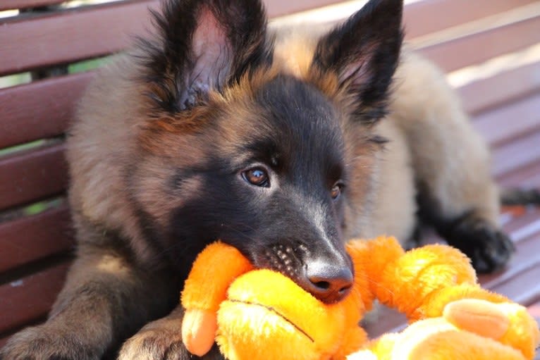 Rush, a Belgian Shepherd tested with EmbarkVet.com