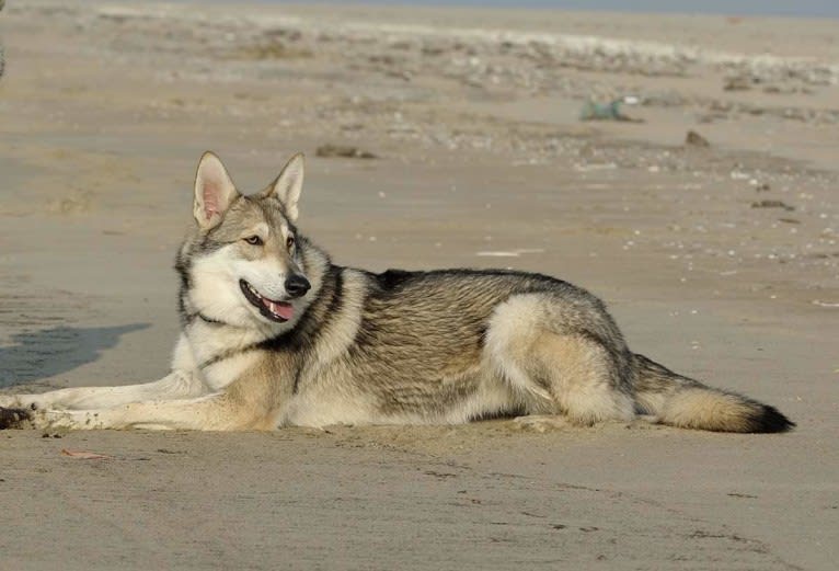 Enya, a Saarloos Wolfdog tested with EmbarkVet.com