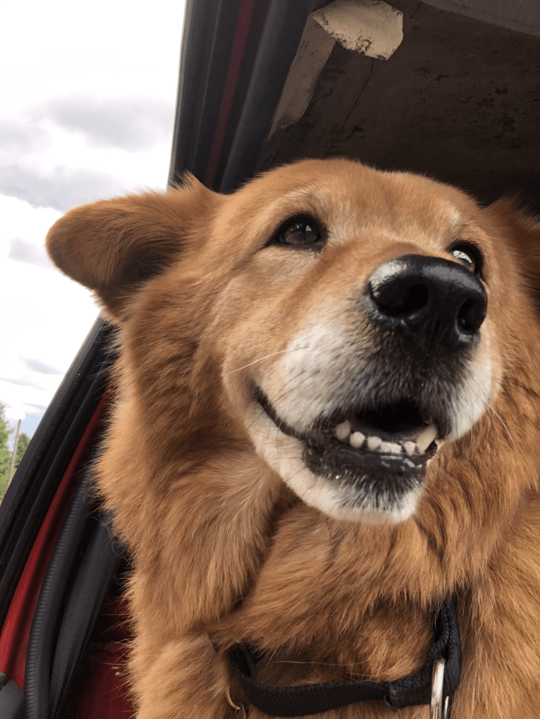 Sunny, a Chow Chow and Australian Cattle Dog mix tested with EmbarkVet.com