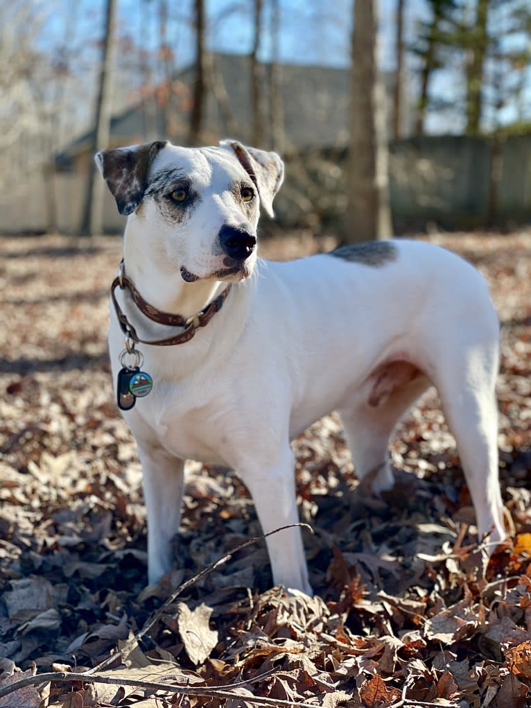 Picnic, an Australian Cattle Dog and Australian Shepherd mix tested with EmbarkVet.com