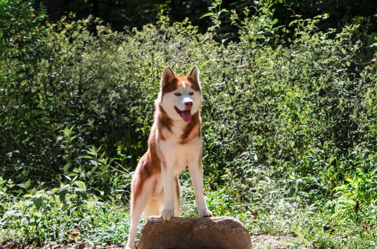 Buck, a Siberian Husky tested with EmbarkVet.com