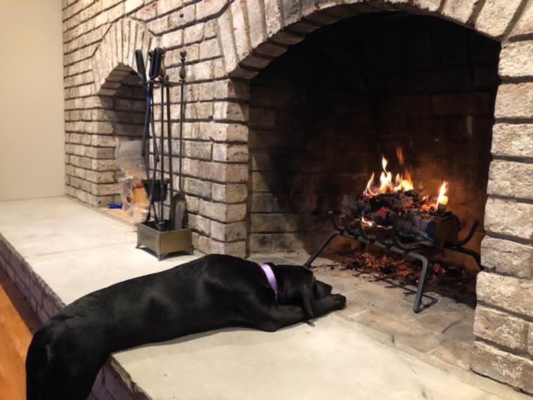 Grace, a Labrador Retriever and American Foxhound mix tested with EmbarkVet.com