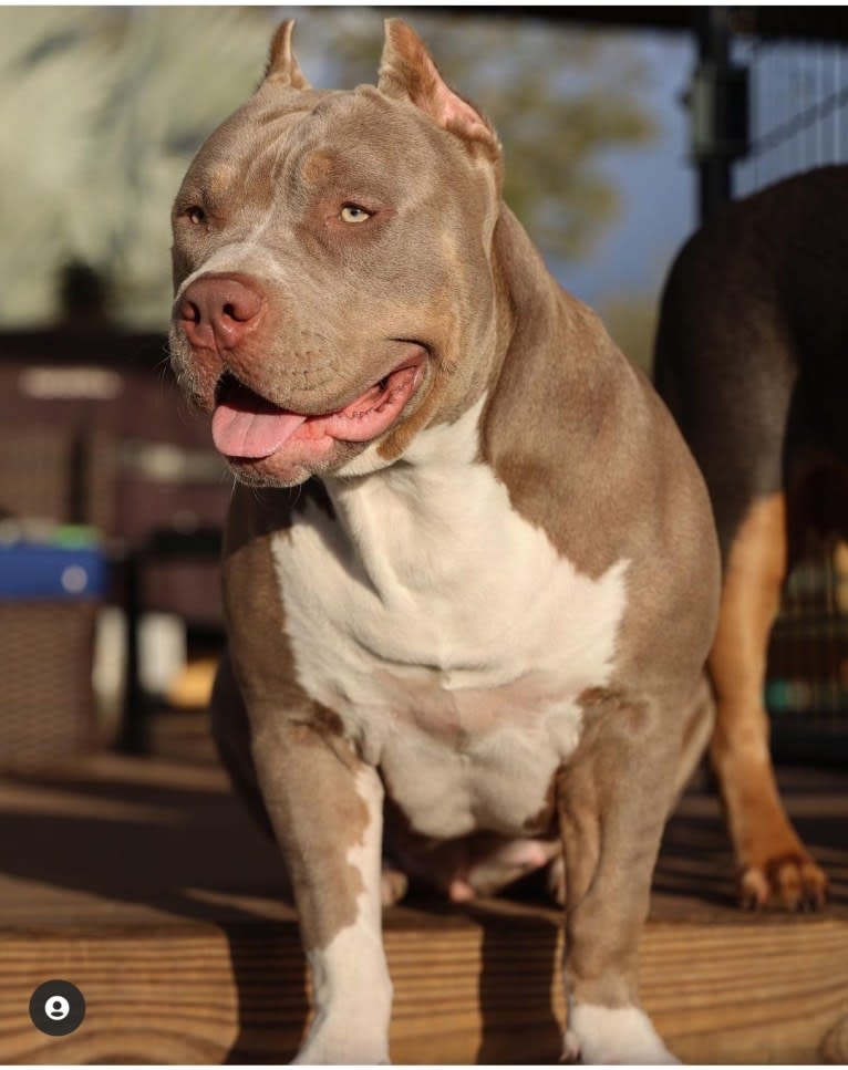 Baba Yaga, an American Bully tested with EmbarkVet.com