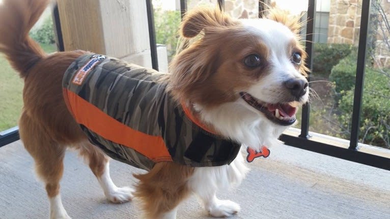 Hamilton, a Rat Terrier and Lhasa Apso mix tested with EmbarkVet.com