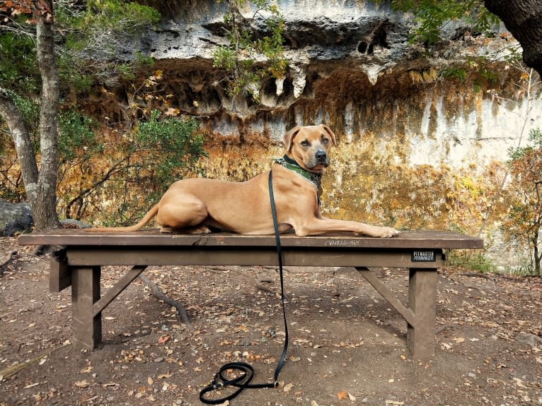 Lucian, an American Pit Bull Terrier and Rat Terrier mix tested with EmbarkVet.com