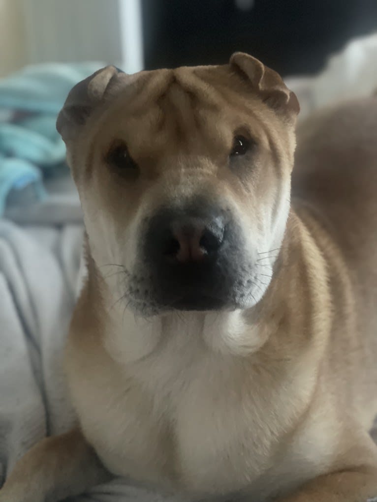 Giorgio, a Chinese Shar-Pei tested with EmbarkVet.com