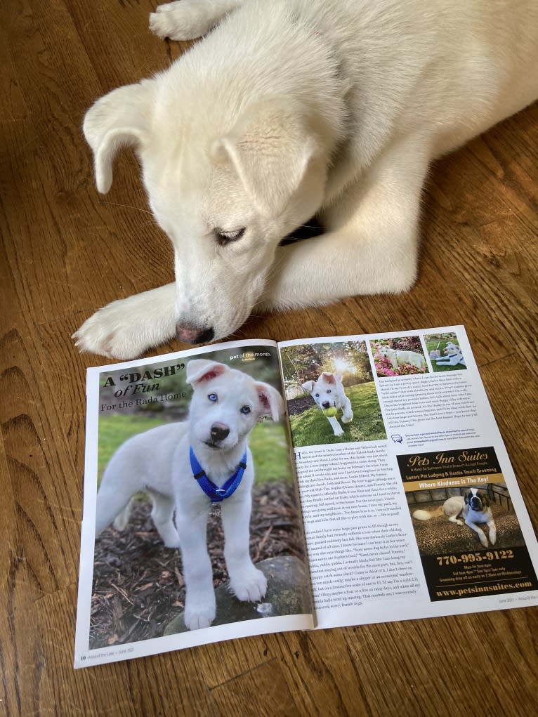 Dash, a Gerberian Shepsky (12.7% unresolved) tested with EmbarkVet.com