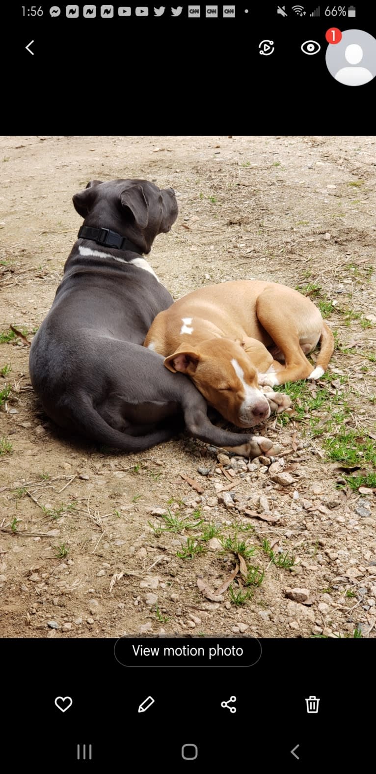 Tater, an American Pit Bull Terrier tested with EmbarkVet.com