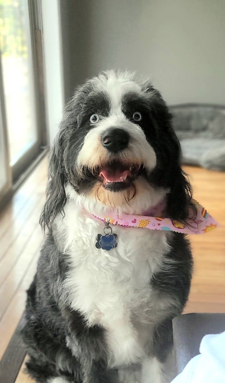 luna, an Aussiedoodle tested with EmbarkVet.com