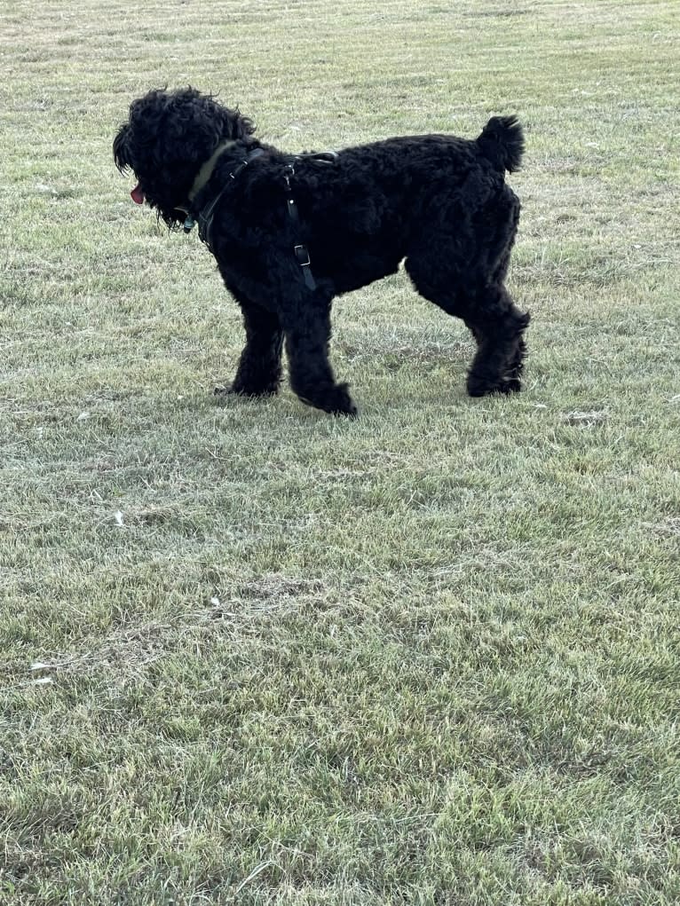 Midnightsolo Liam Blanton, a Black Russian Terrier tested with EmbarkVet.com