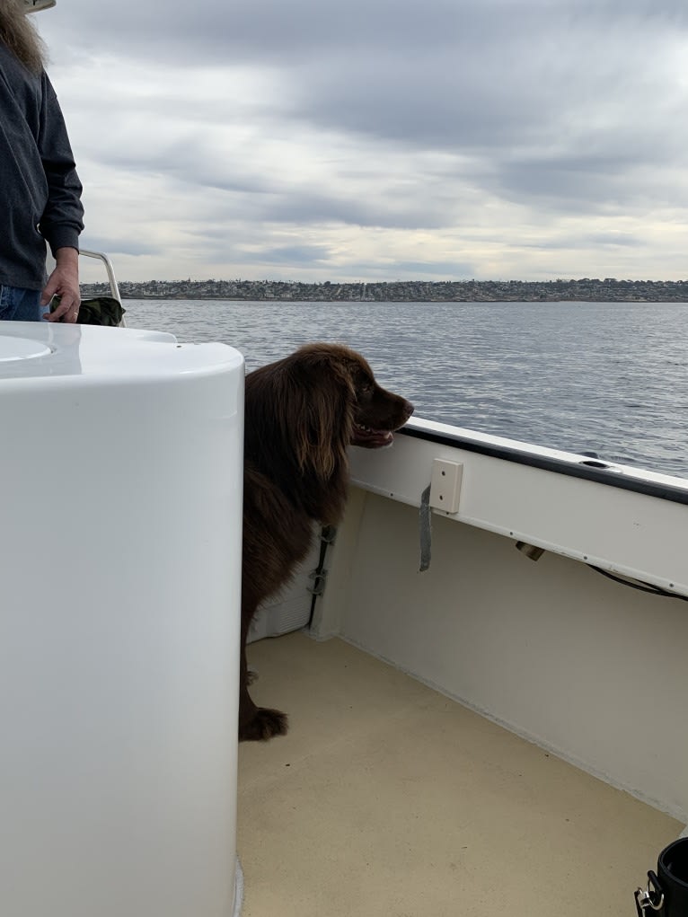 Rosey, a Newfoundland and Siberian Husky mix tested with EmbarkVet.com