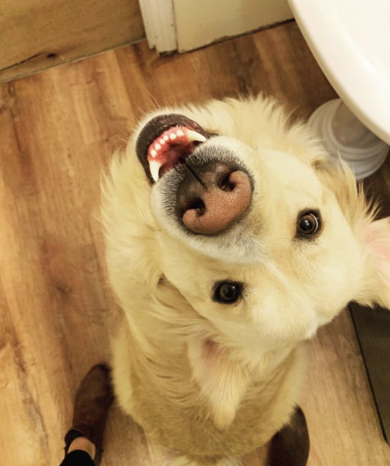 Flynn, a Labrador Retriever and Great Pyrenees mix tested with EmbarkVet.com