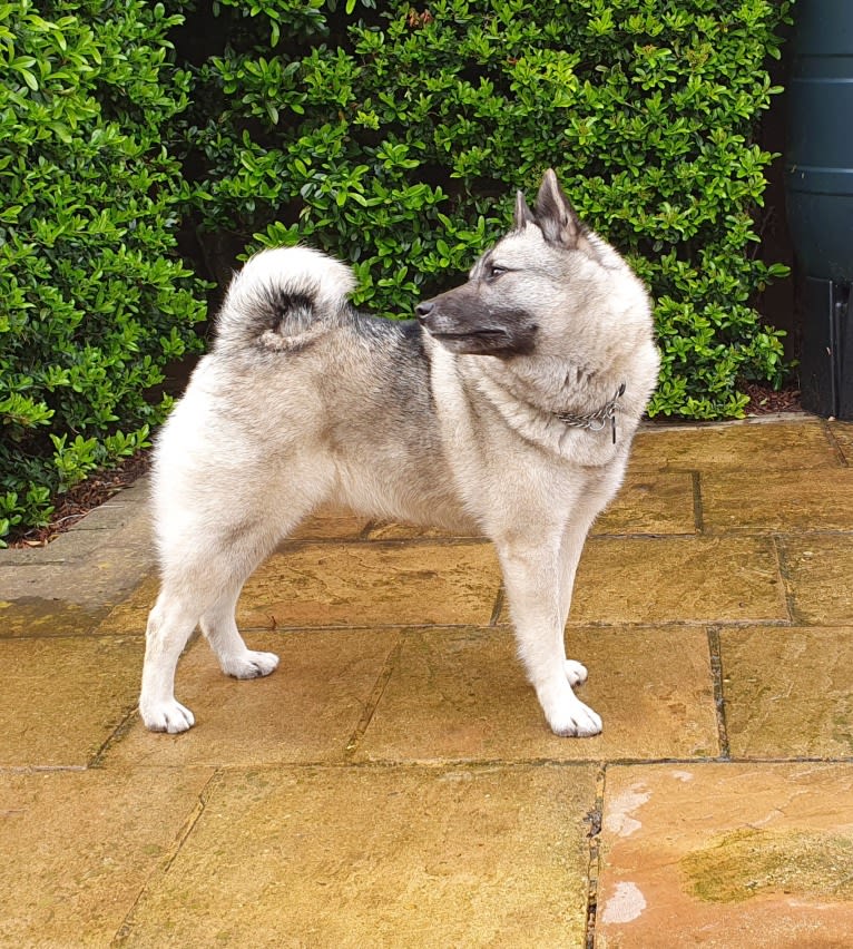 ALYS, a Norwegian Elkhound tested with EmbarkVet.com