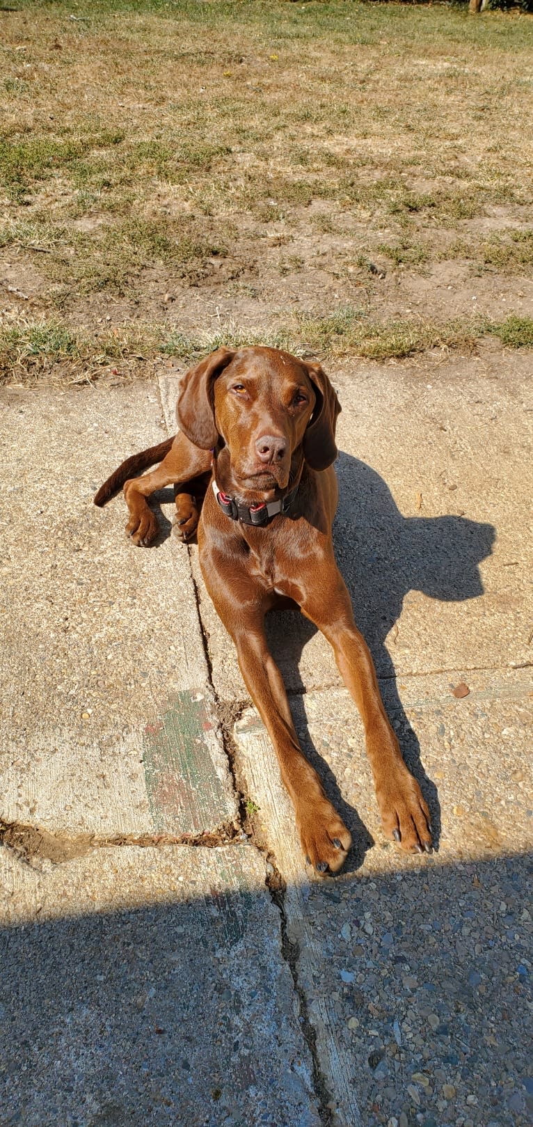 Dakota, a Chesapeake Bay Retriever and German Shorthaired Pointer mix tested with EmbarkVet.com