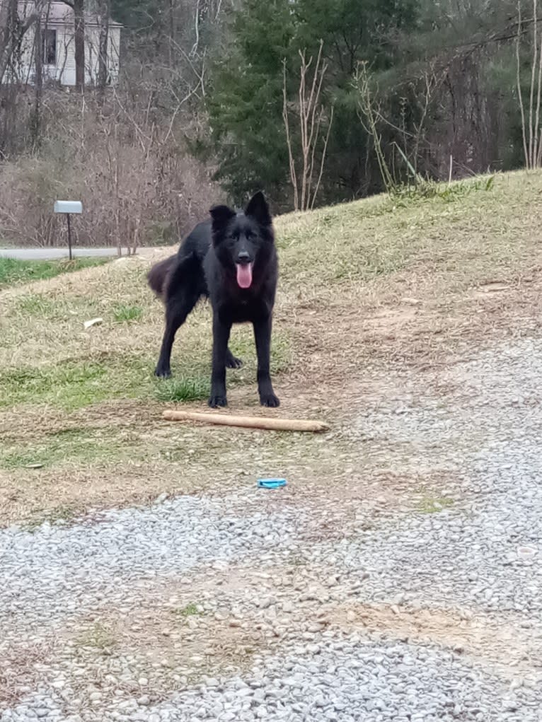 Dixie, a German Shepherd Dog and Australian Shepherd mix tested with EmbarkVet.com