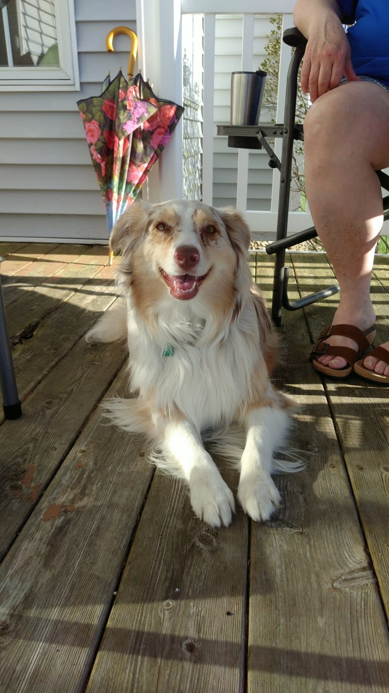 Brizzie, an Australian Shepherd tested with EmbarkVet.com