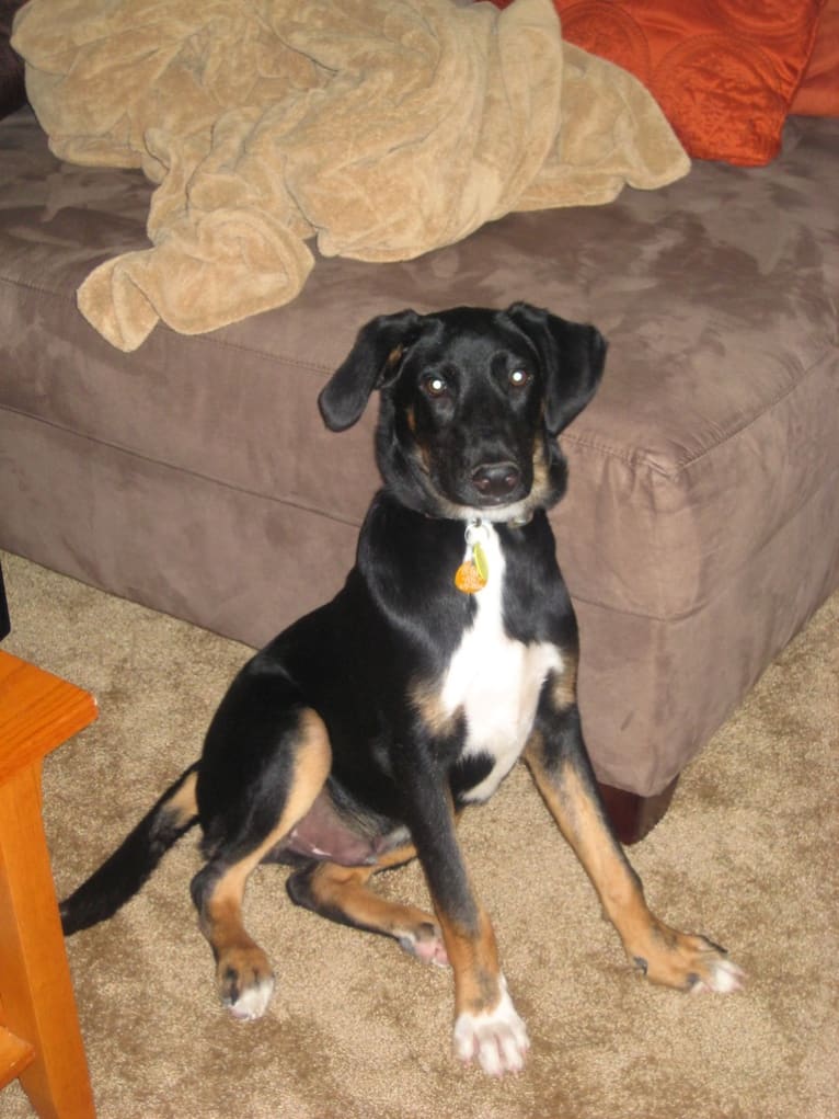 Brodie, a German Shepherd Dog and Dalmatian mix tested with EmbarkVet.com