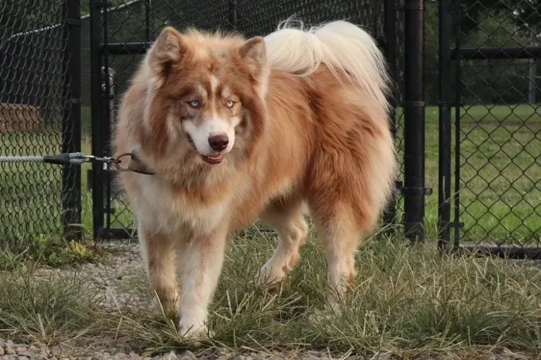 Sokka, a Siberian Husky tested with EmbarkVet.com