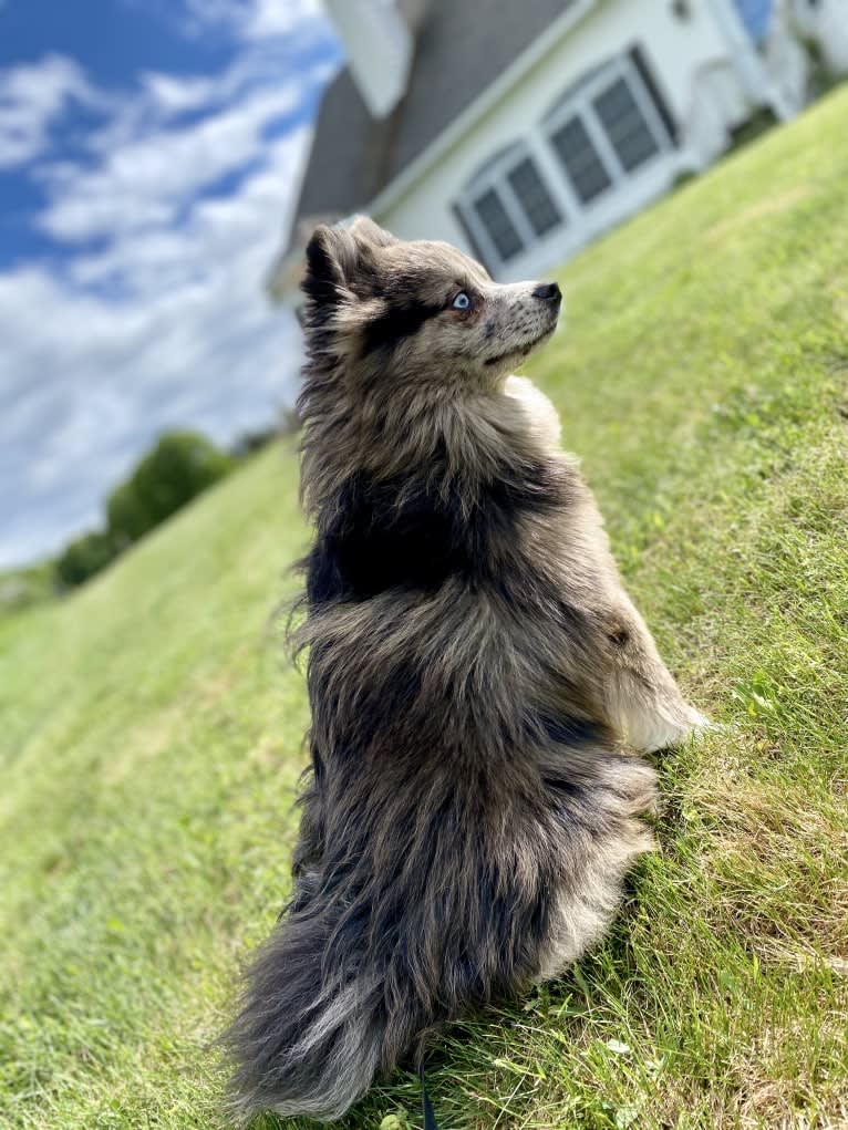 Jasper, a Pomsky tested with EmbarkVet.com