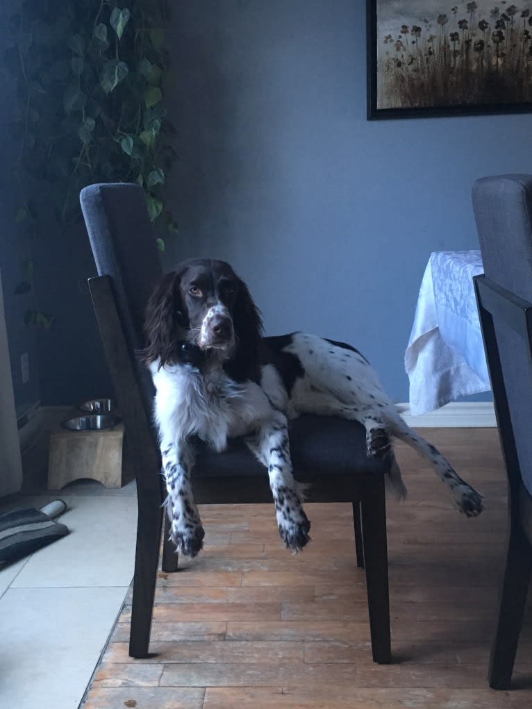 D'Arthémis Dalhia Dautray, a French Spaniel tested with EmbarkVet.com