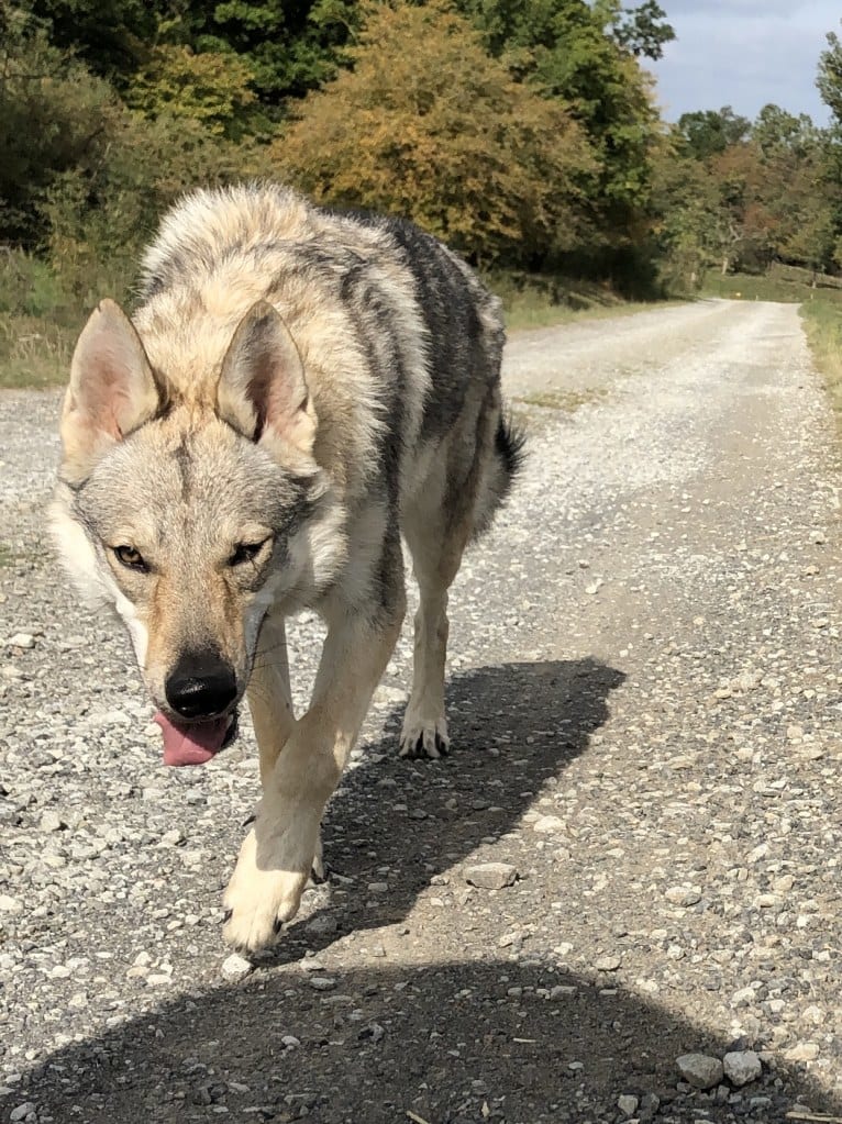 Caya, a Czechoslovakian Vlcak tested with EmbarkVet.com