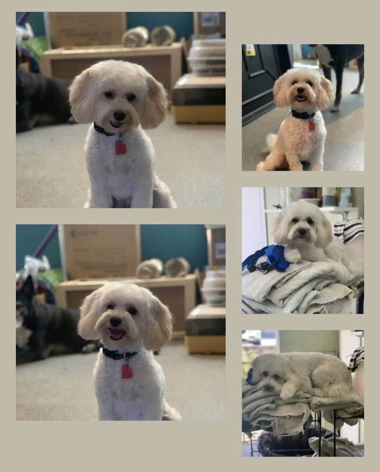 Ryker, a Schnoodle (8.1% unresolved) tested with EmbarkVet.com