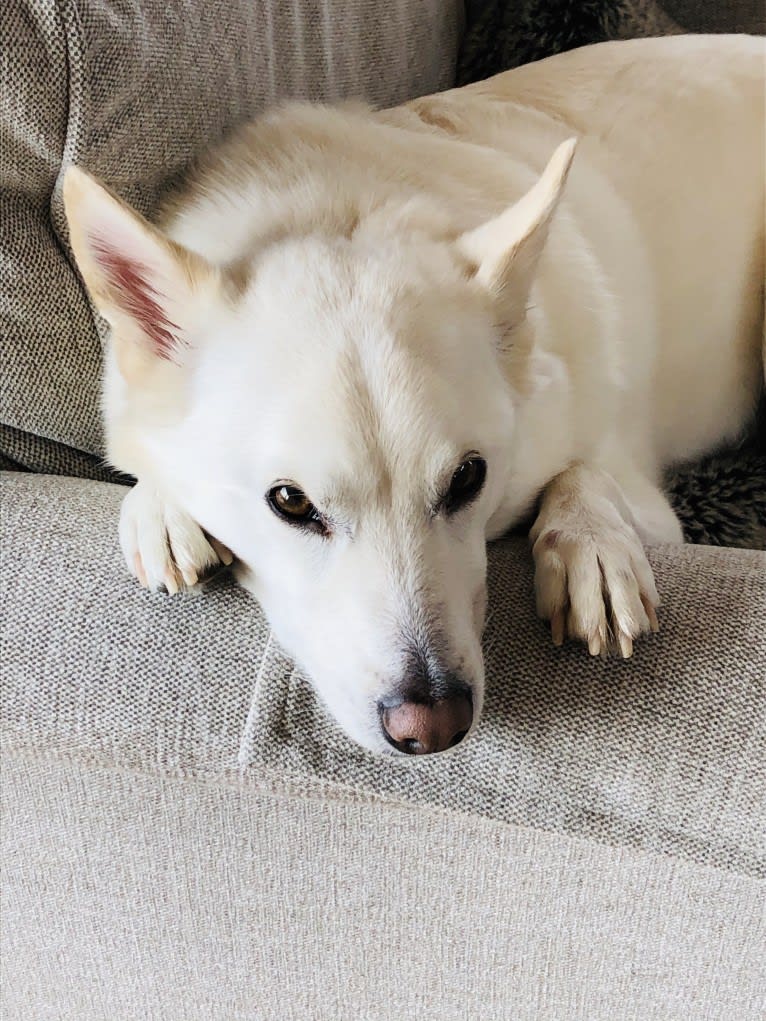 Bolt, an American Eskimo Dog and Keeshond mix tested with EmbarkVet.com