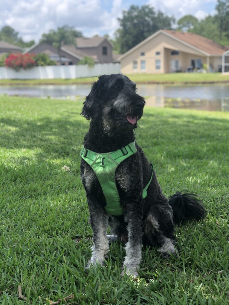 Trotsky, a Bernedoodle tested with EmbarkVet.com