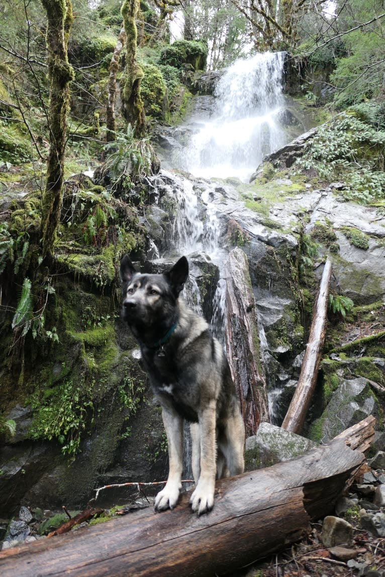 Kodiak, a Caucasian Ovcharka and German Shepherd Dog mix tested with EmbarkVet.com