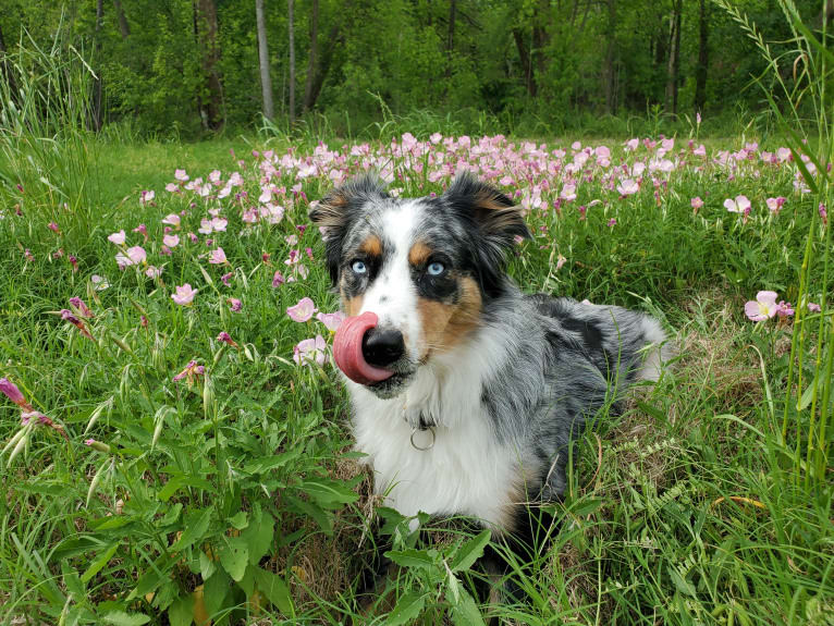 Ellie Einstein Cow Creek Aussies, an Australian Shepherd tested with EmbarkVet.com