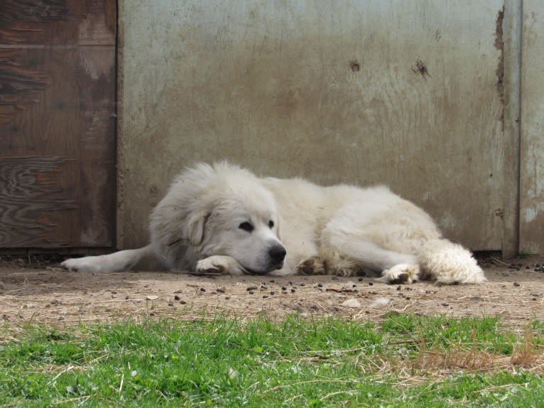 Moose, a Great Pyrenees tested with EmbarkVet.com