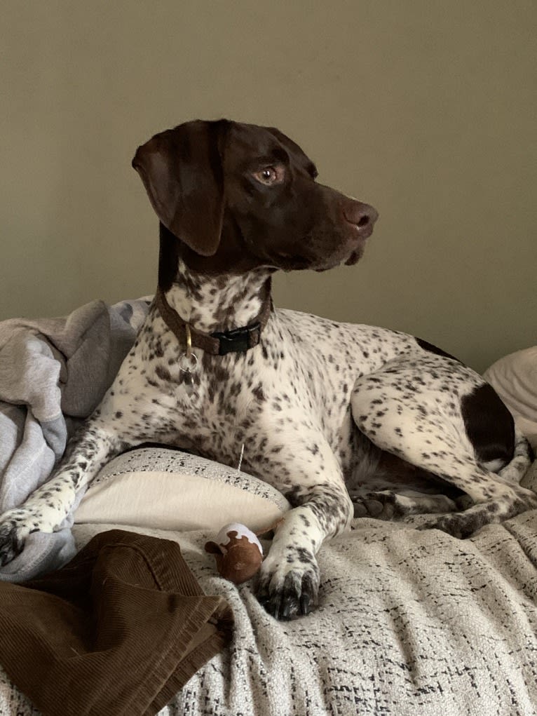 Juniper, a German Shorthaired Pointer tested with EmbarkVet.com