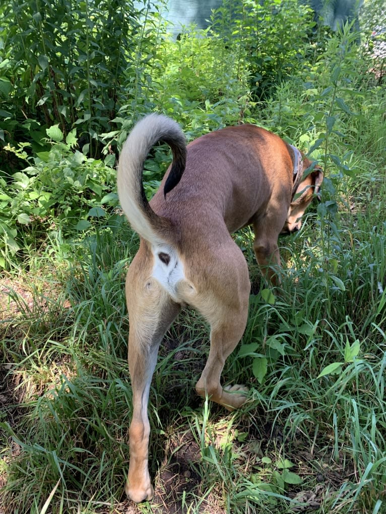 Hutch, a Cane Corso and Labrador Retriever mix tested with EmbarkVet.com