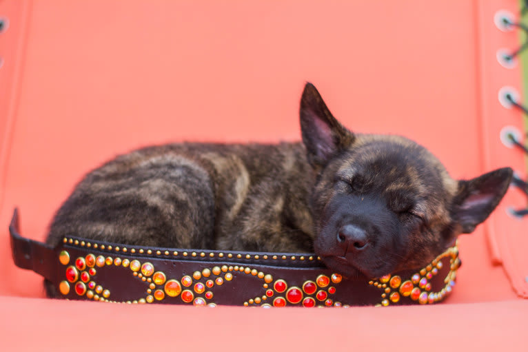 Rogue, a Dutch Shepherd tested with EmbarkVet.com