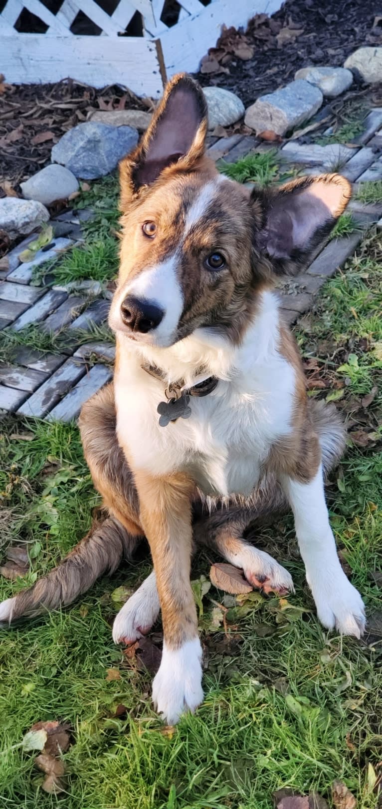 Bindi, a Border Collie tested with EmbarkVet.com