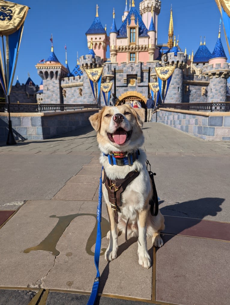 Archie, an Australian Shepherd and Jindo mix tested with EmbarkVet.com