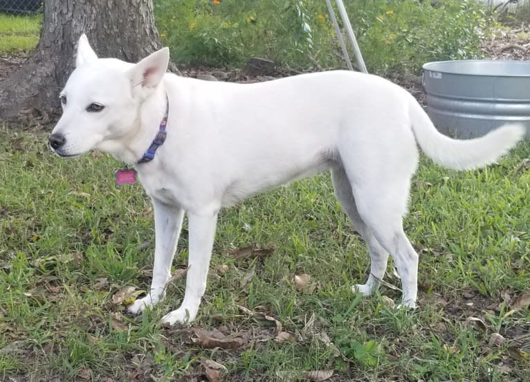 Midget, a Miniature Schnauzer and Chow Chow mix tested with EmbarkVet.com