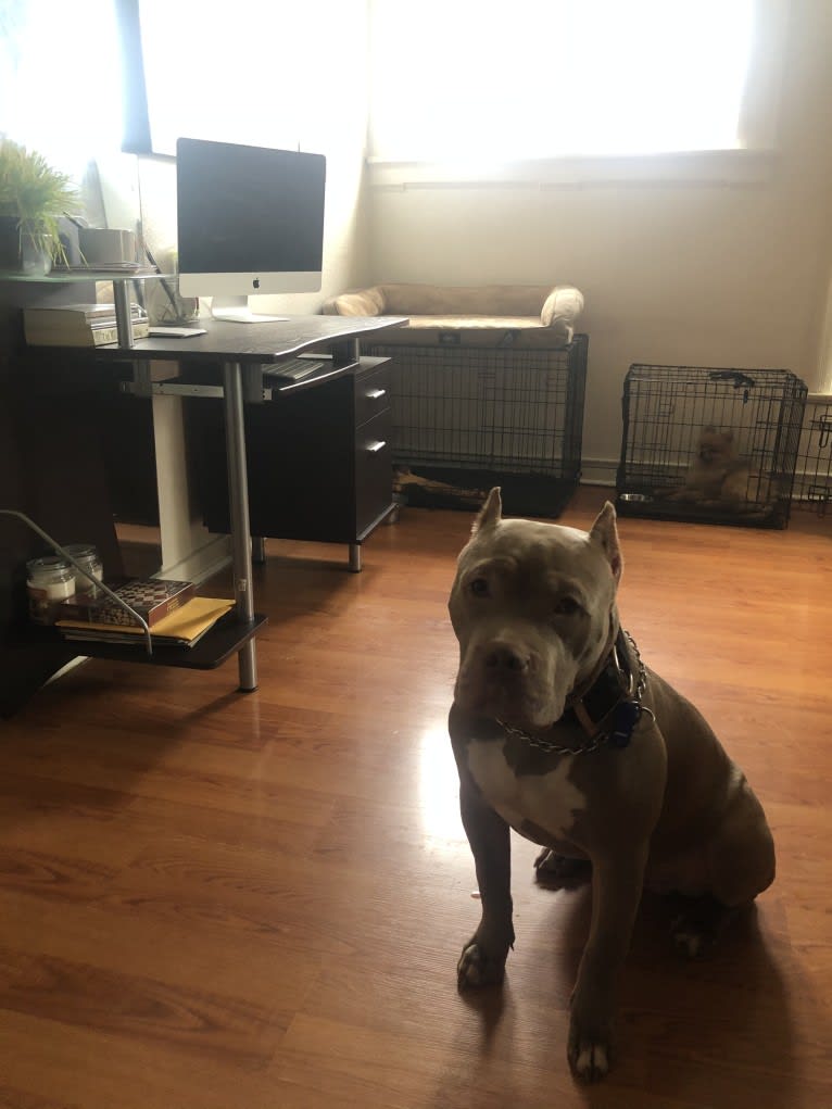 Giannis, an American Bully tested with EmbarkVet.com