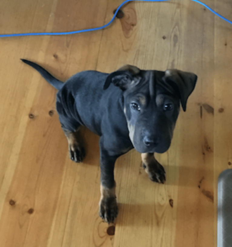 Worf, an Australian Cattle Dog and Staffordshire Terrier mix tested with EmbarkVet.com