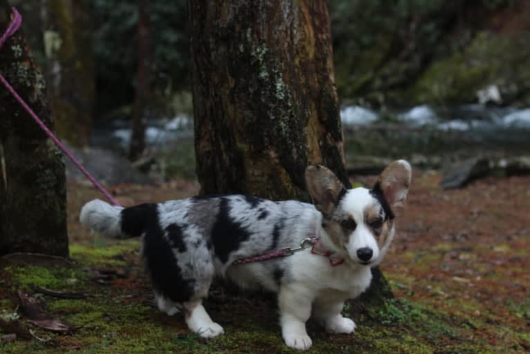 Julie, a Cardigan Welsh Corgi tested with EmbarkVet.com