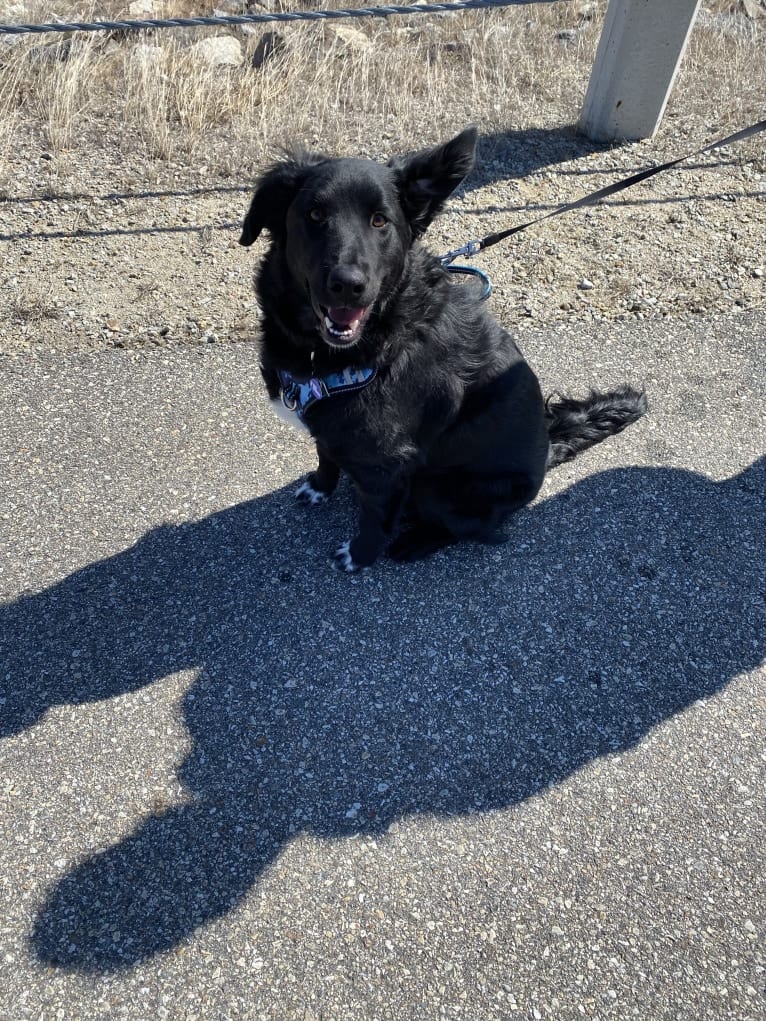 Care Bear Ross, a Labrador Retriever and Australian Cattle Dog mix tested with EmbarkVet.com