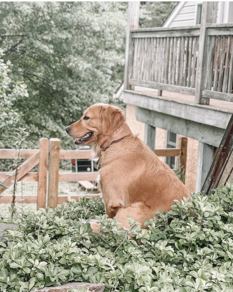 Marley, a Golden Retriever tested with EmbarkVet.com