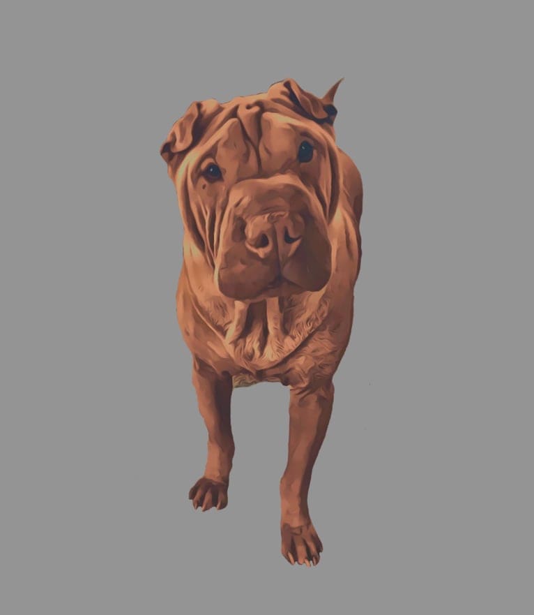 Roscoe, a Chinese Shar-Pei tested with EmbarkVet.com