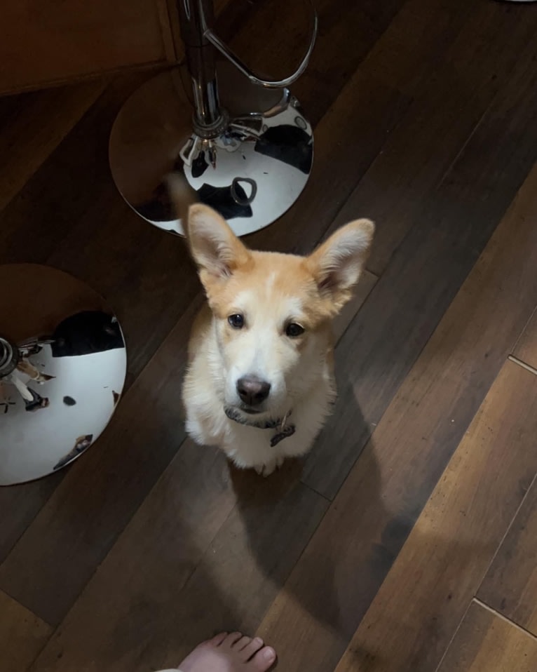 Frank, an Australian Cattle Dog and German Shepherd Dog mix tested with EmbarkVet.com