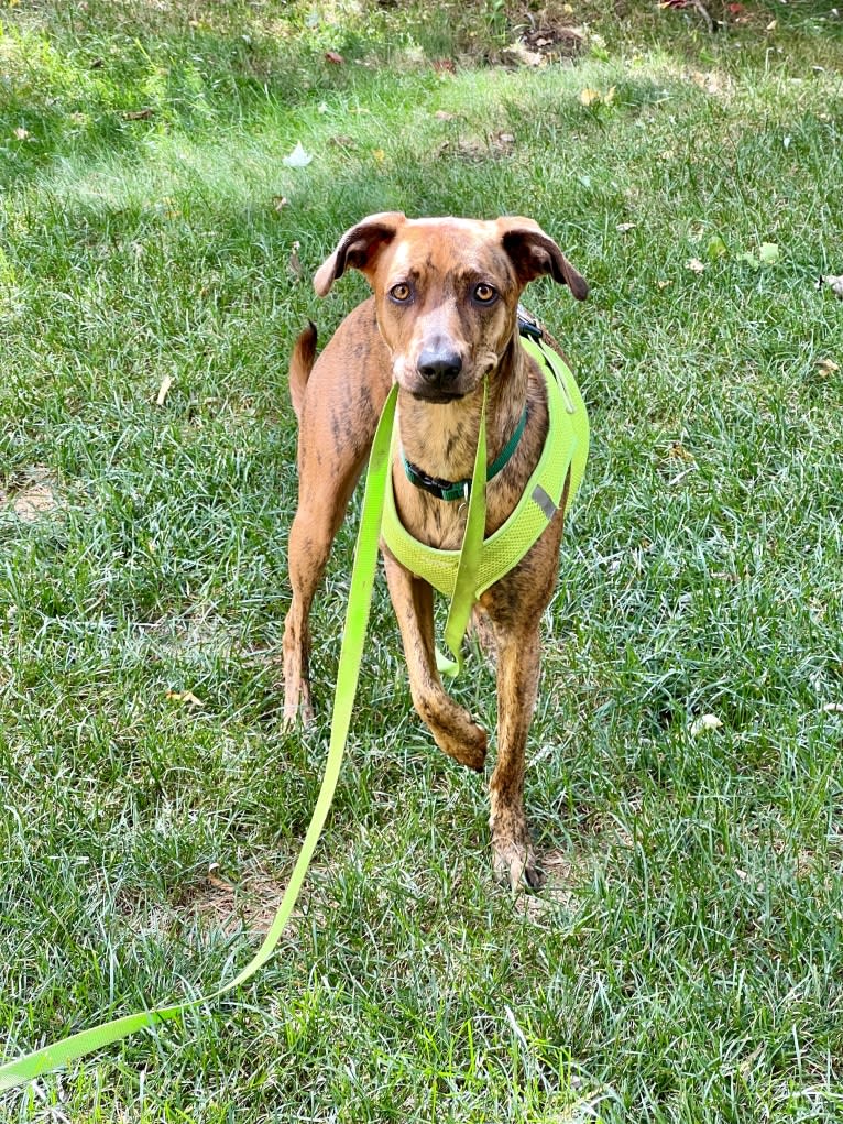 Lyza, a Catahoula Leopard Dog and American Pit Bull Terrier mix tested with EmbarkVet.com