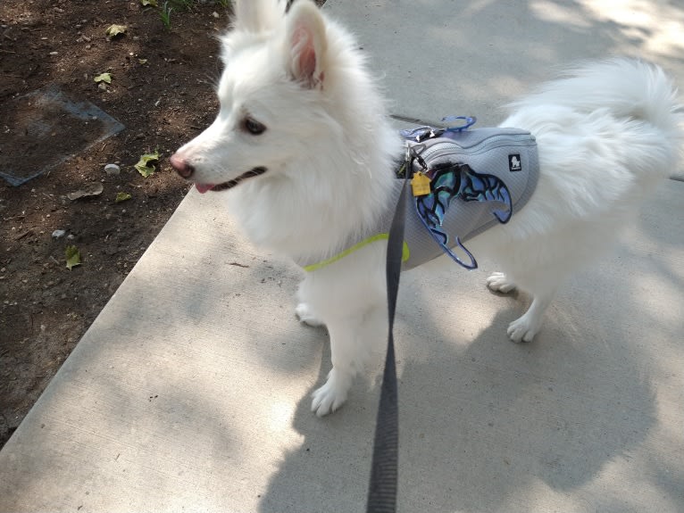 Fae, an American Eskimo Dog tested with EmbarkVet.com