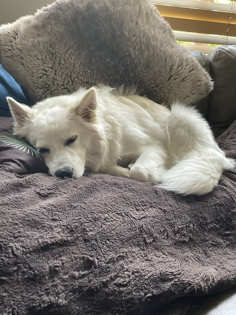 Bolt Sanford, an American Eskimo Dog tested with EmbarkVet.com