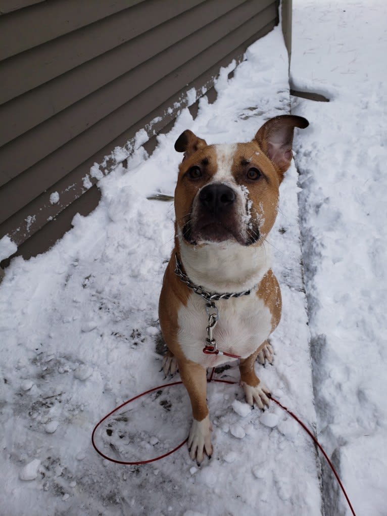 Archer, an American Bully and German Shepherd Dog mix tested with EmbarkVet.com