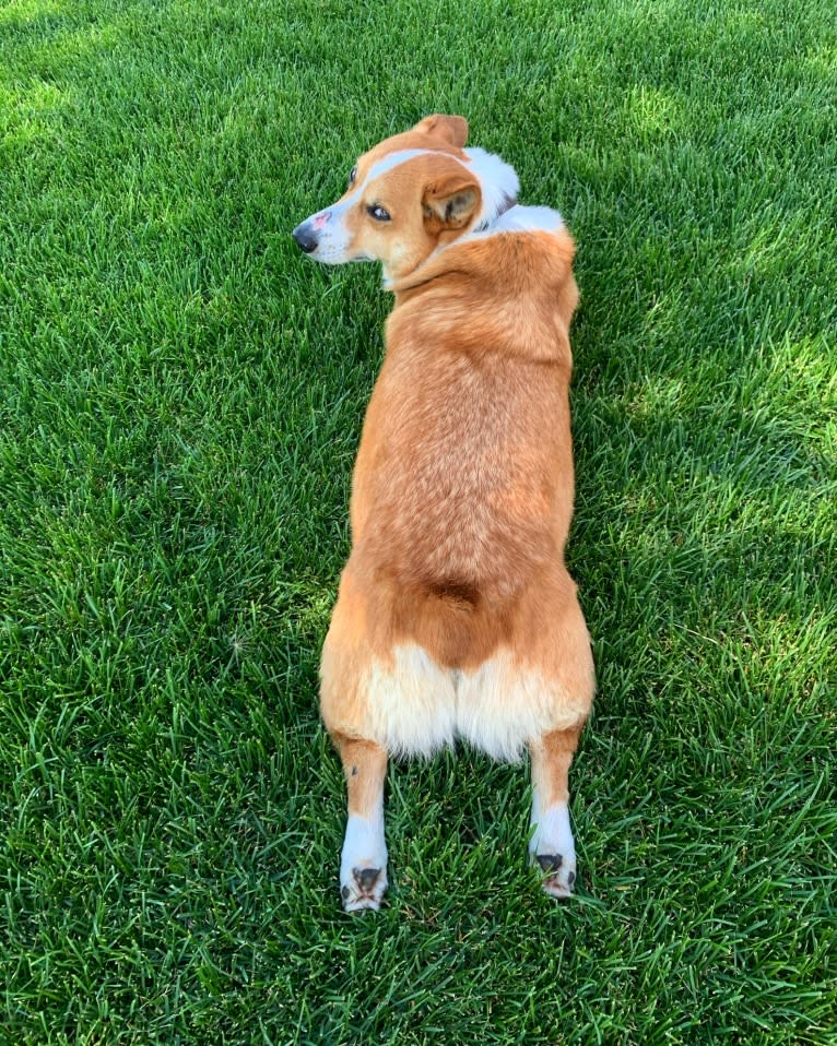 Zach, a Pembroke Welsh Corgi and Chihuahua mix tested with EmbarkVet.com